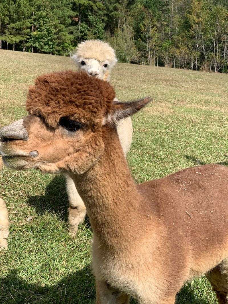 Some Alpacas Look Almost Like They Walked Out Of A Cartoon