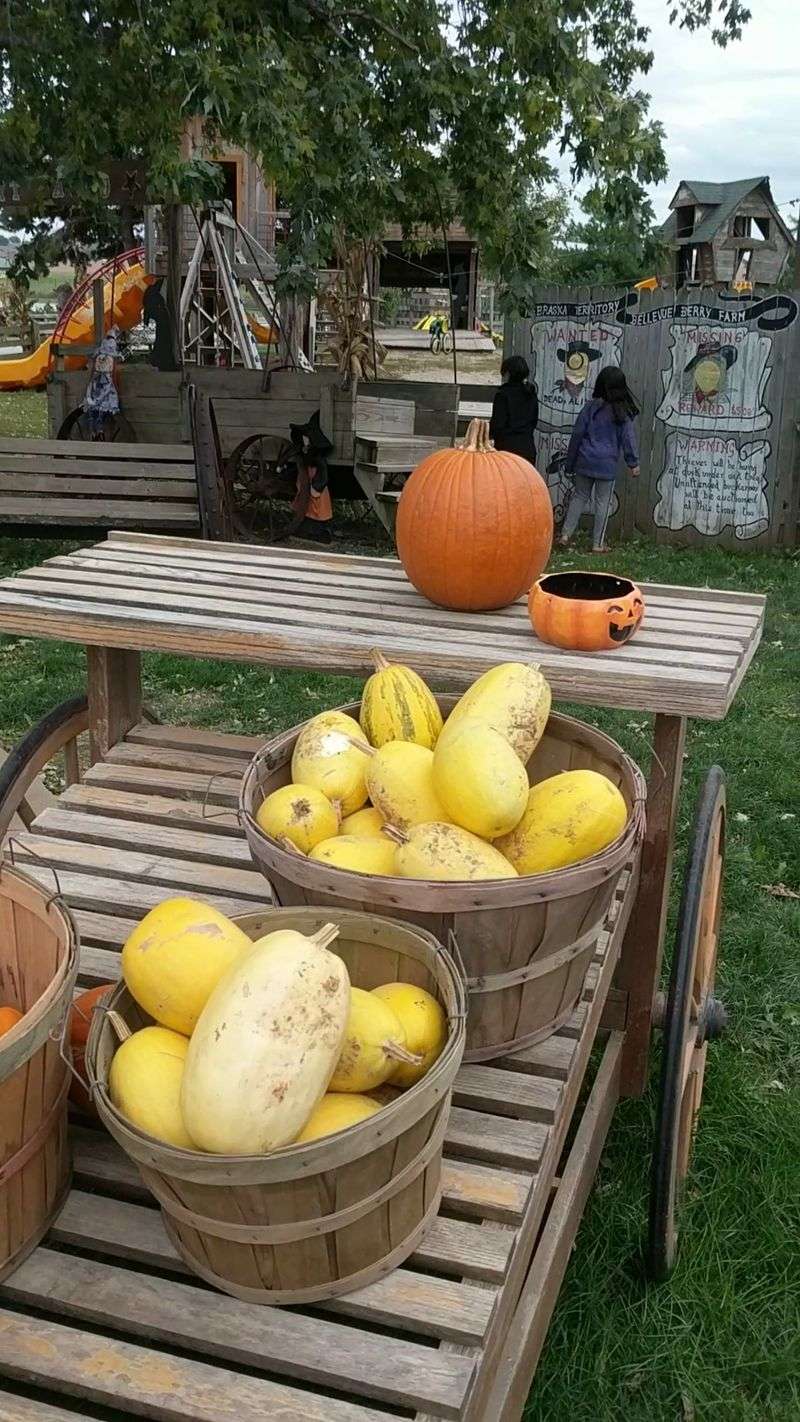 6 Nebraska Farms Where A Hayrack Ride Carries You Out To The Pumpkin Field - Decor Hint Bellevue Berry & Pumpkin Ranch