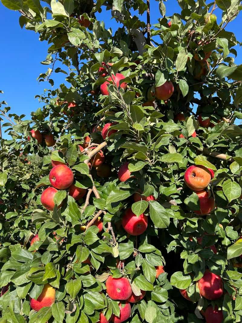 Kimmel Orchard & Vineyard In Nebraska City