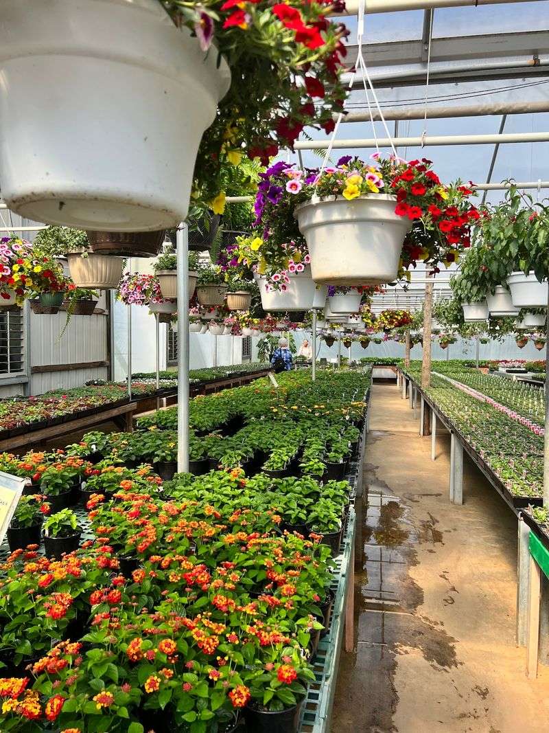 The Amish-Operated Setting Gives The Greenhouse A Quiet Country Feel
