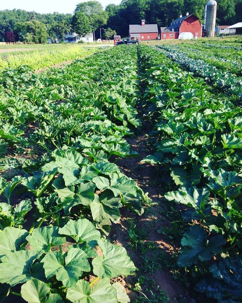 Sustainable Farming Shapes Everything Grown Here