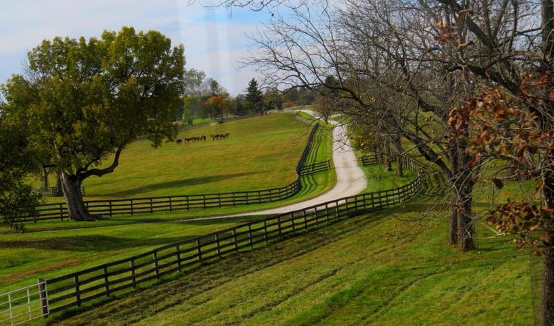 Horse Farms Rolling Past Your Window