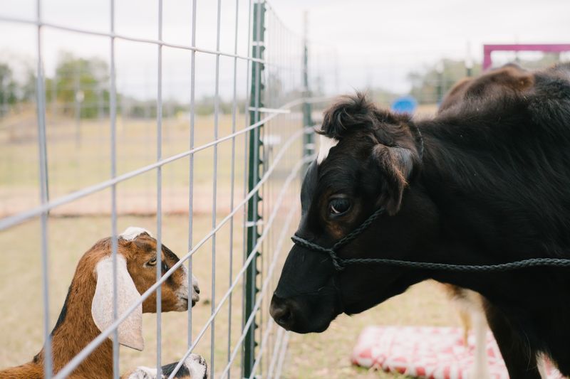 Look For Larger Farm Animals