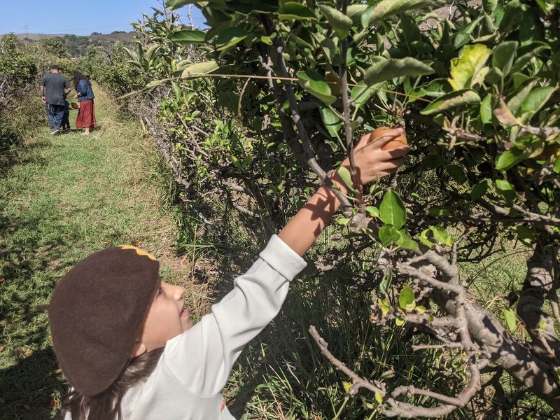 10 California Apple Orchards To Visit As Picking Season Gets Underway - Decor Hint SLO Creek Farms, San Luis Obispo
