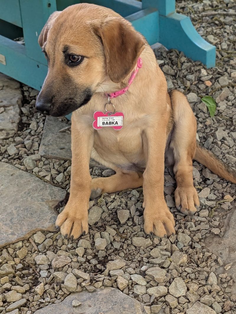 New Dogs Arrive So Often That The Available Lineup Is Always Changing