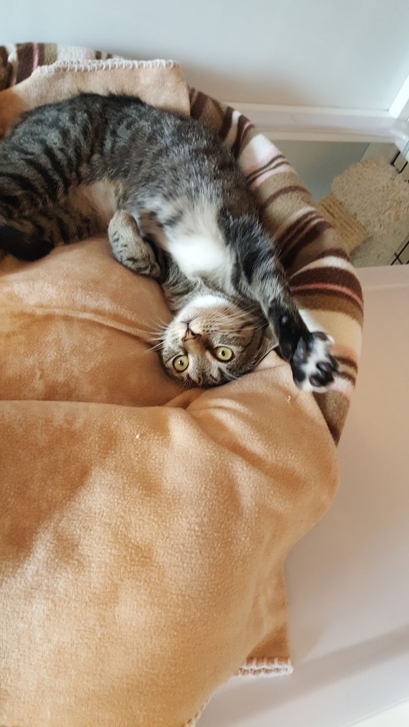This Connecticut Cat Sanctuary Gives Rescued Kitties A Safe Place While They Wait For Forever Homes - Decor Hint Individual Personalities Have Room To Come Out