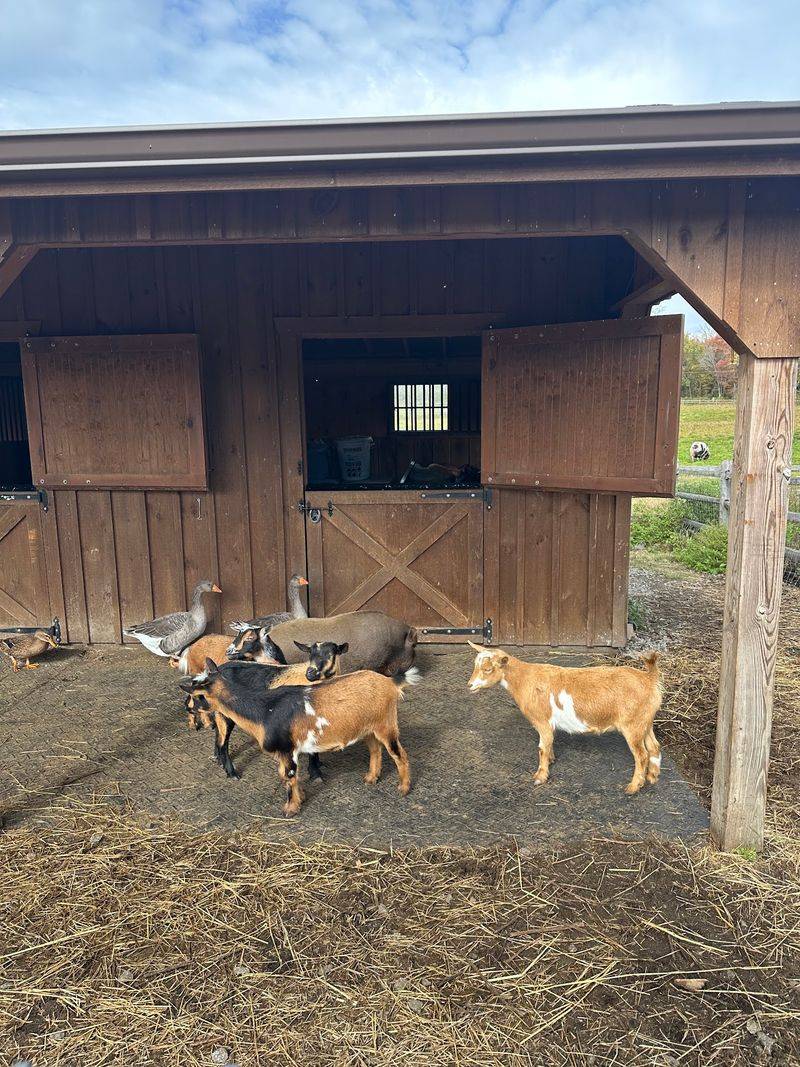 Farm Chores Keep Helping Hands Busy