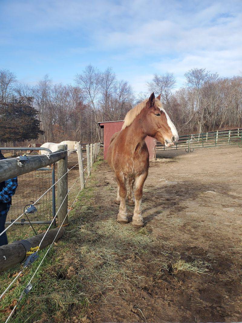 Lifetime Free-Leases Protect Every Adoption