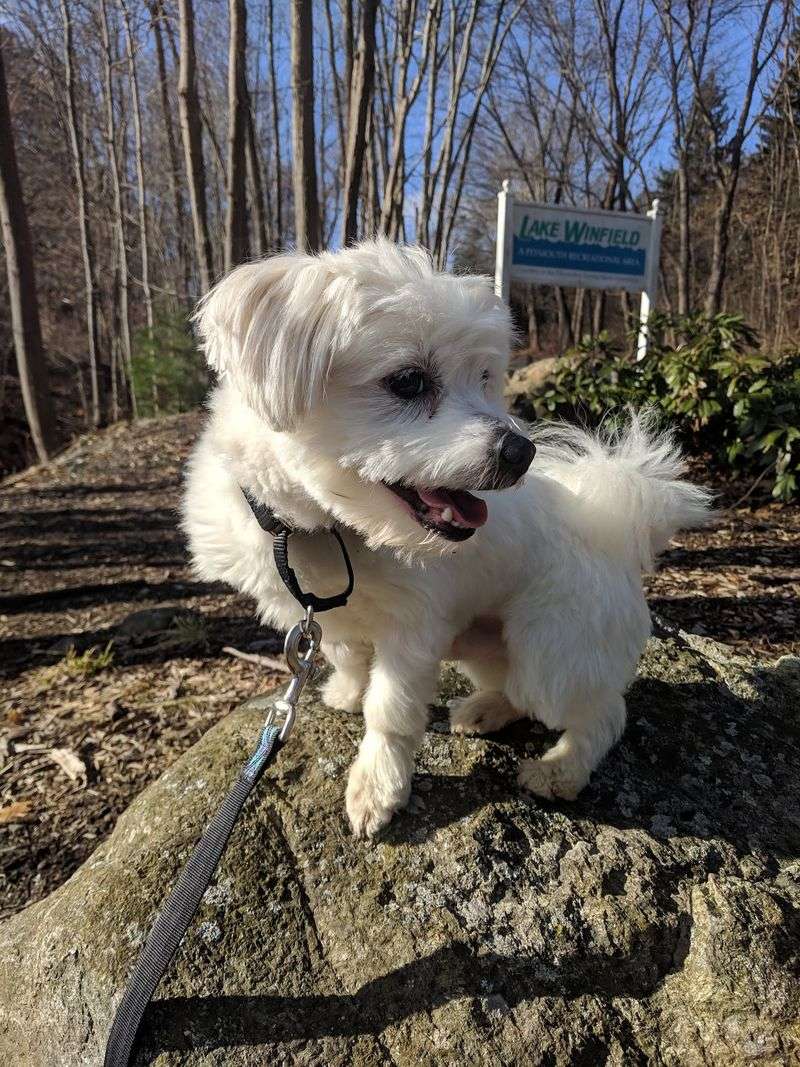 Veterinary Care Before Forever Homes