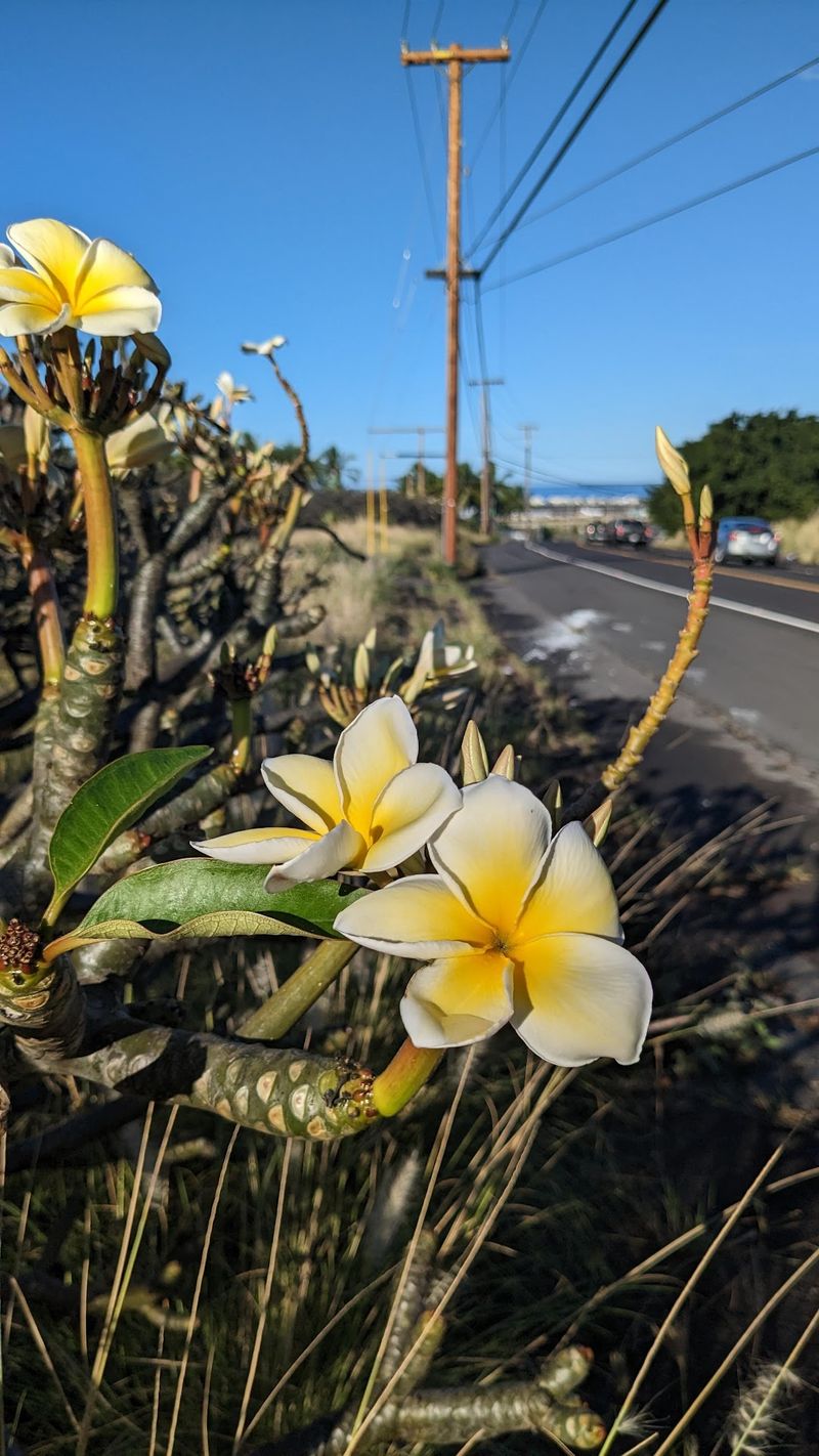 10 Hawaii Communities Worth Comparing For Retirement Costs And Lifestyle - Decor Hint Kalaoa, Big Island