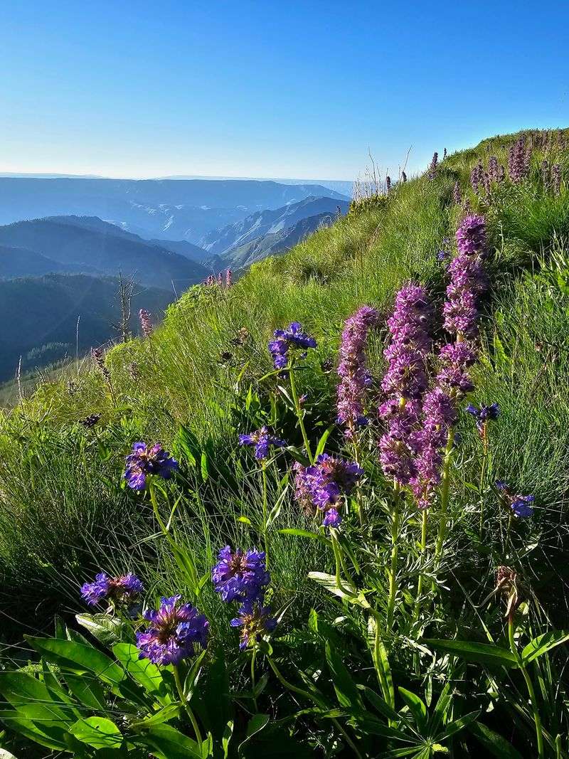 Keep An Eye Out For Wildflowers Along The Higher Slopes