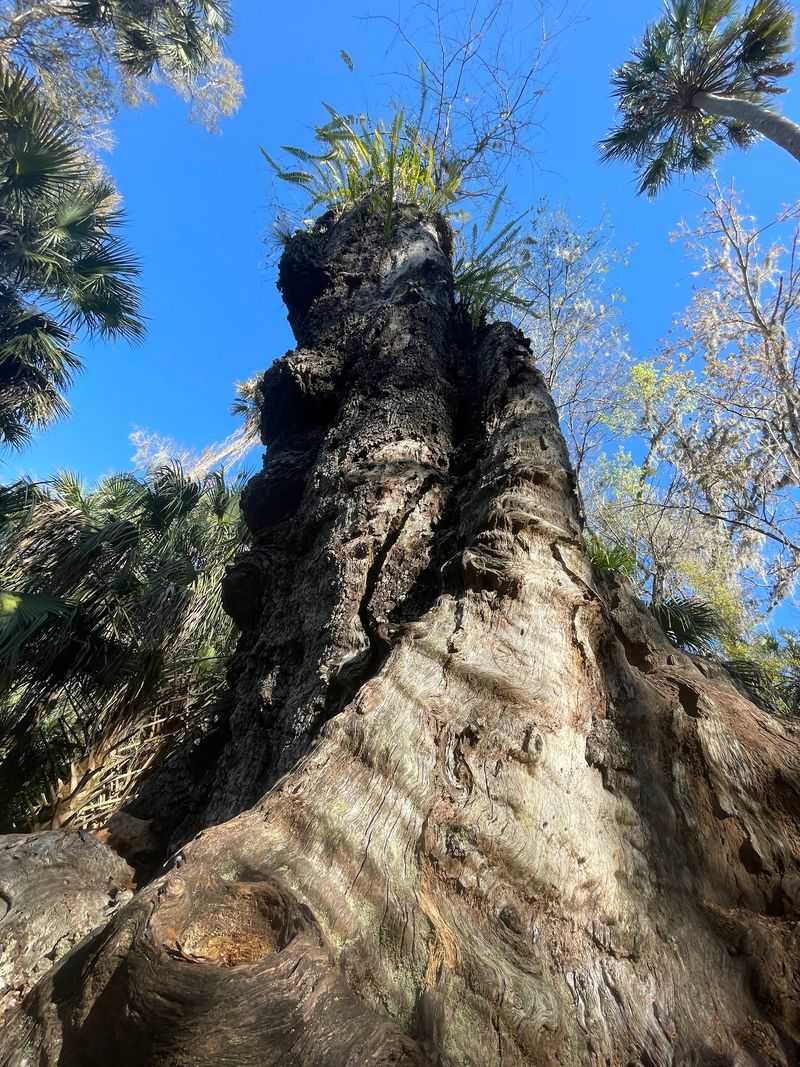 Trees That Were Old Before Florida Was A State