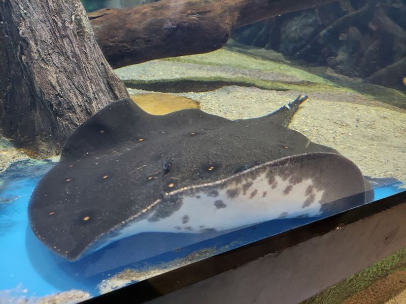 The Stingray Touch Pool You Can Reach Into