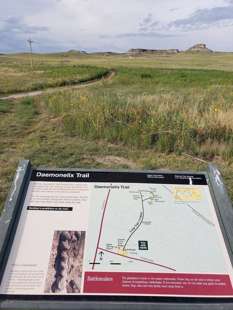 The Shorter Loop and the Daemonelix Burrows