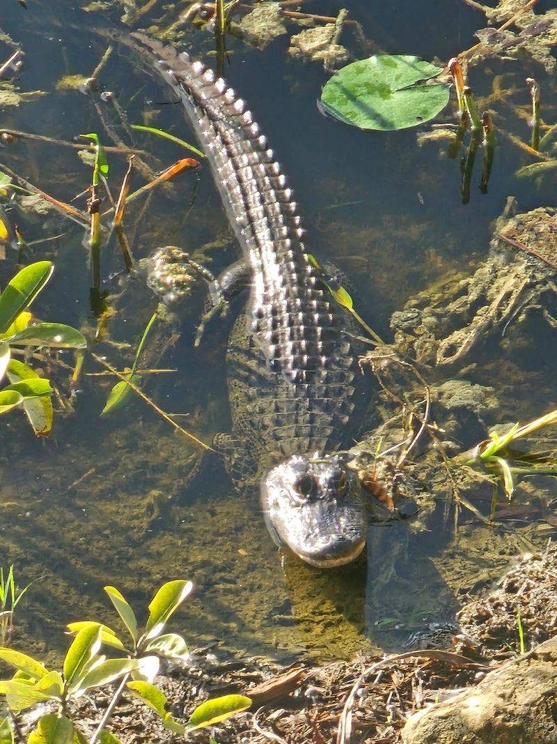 Gators, Herons And Lucky Sightings