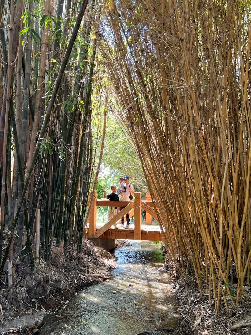 Find The Bamboo Forest Near South Pond