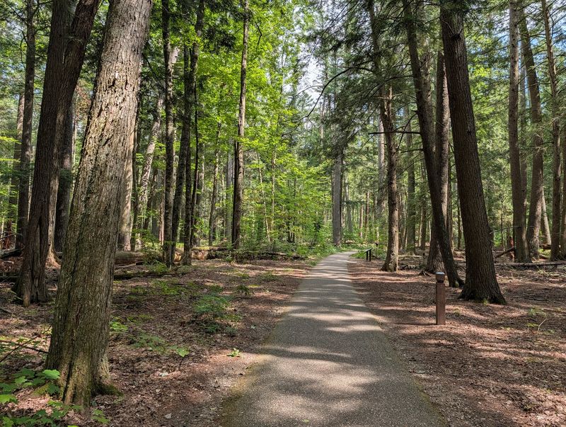 You Won’t Believe These 10 Incredible Natural Wonders Are Hiding In Michigan - Decor Hint Hartwick Pines State Park, Grayling