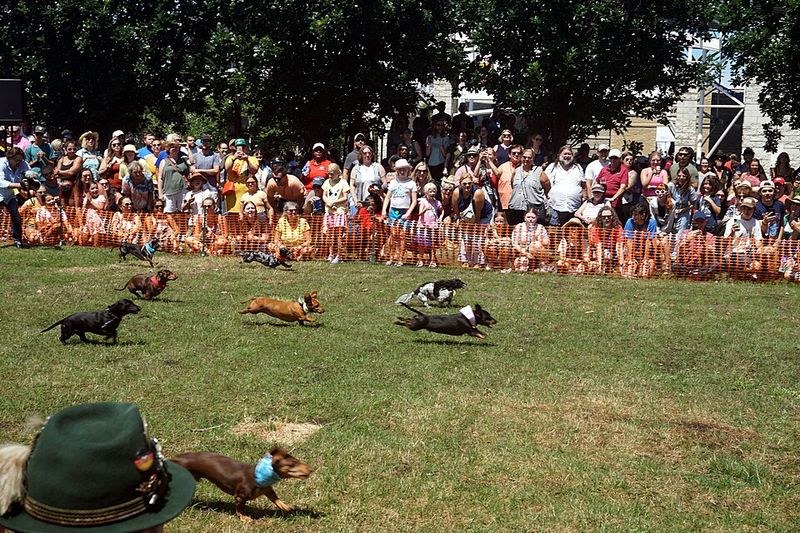 Find Out Why The Wiener Dog Race Steals The Oktoberfest Spotlight