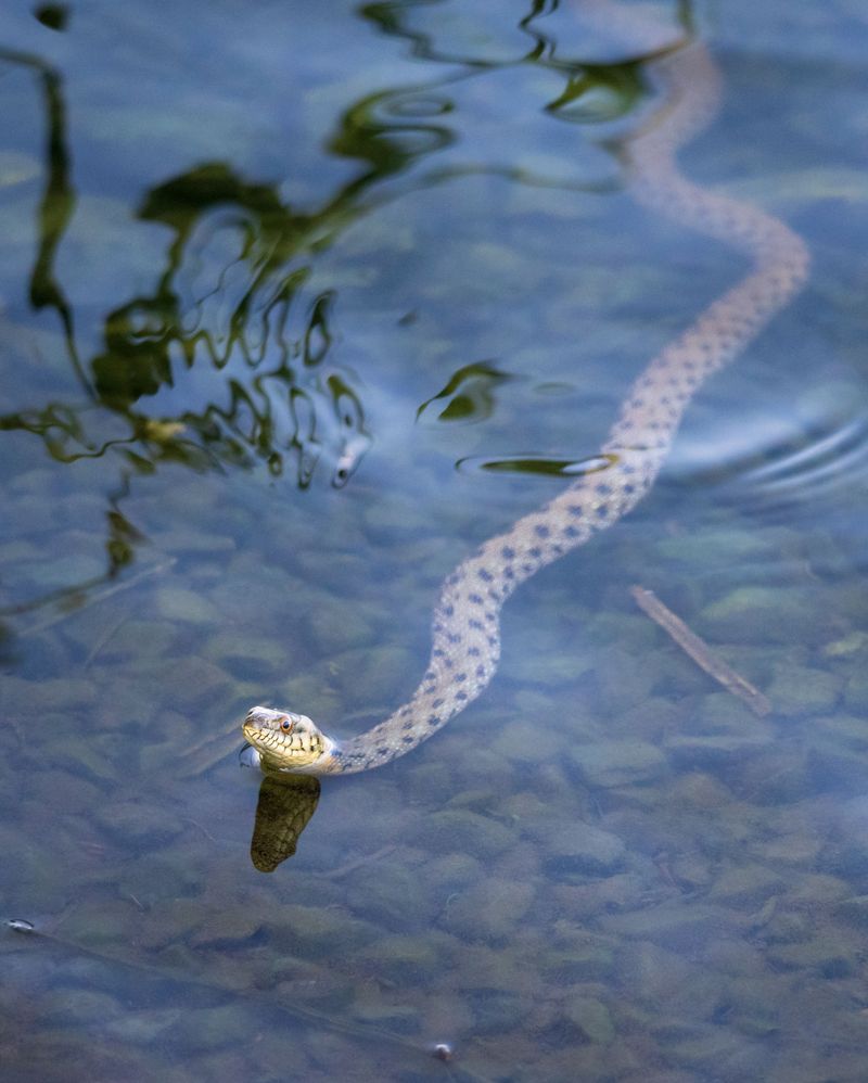 Tell Harmless Water Snakes Apart From Copperheads