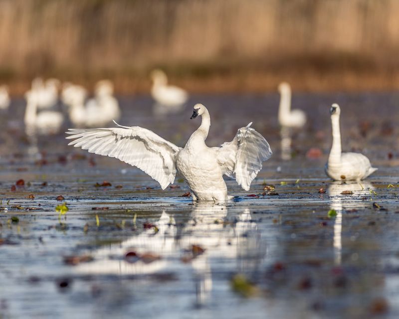 Head To The Pungo Unit For The Refuge’s Biggest Wildlife Show