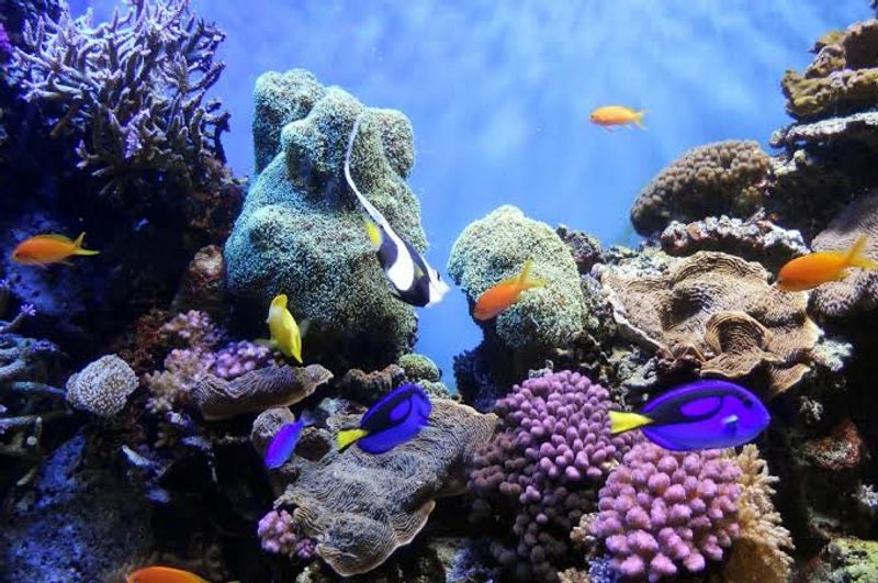 Spot Freshwater Fish Alongside More Exotic Marine Species