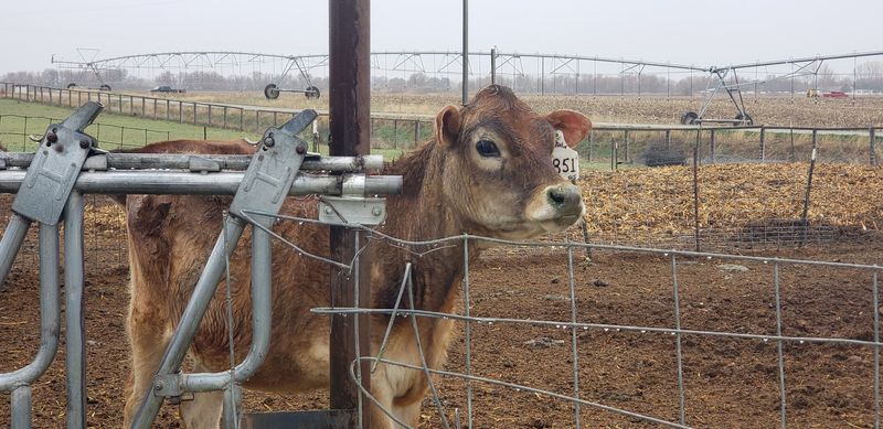 Why 100% Jersey Milk Makes the Difference