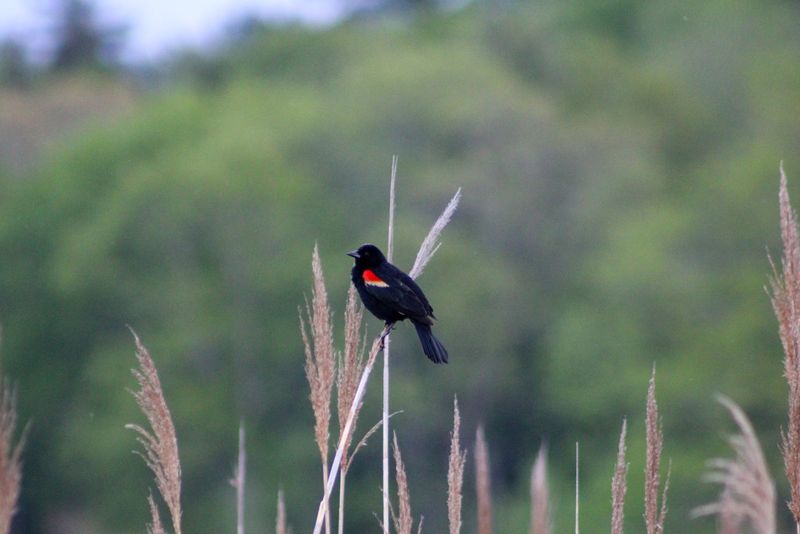 Fall Migration Makes Birdwatching Even Better