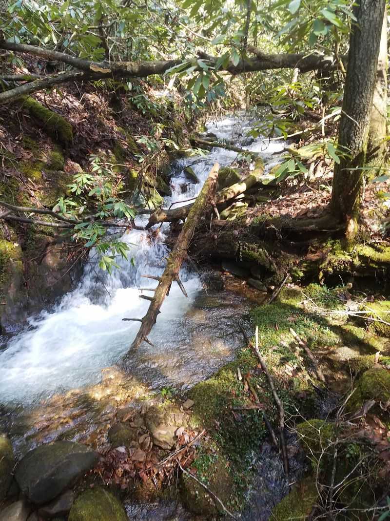 You Can Hike Past 350-Year-Old Trees And Towering Sandstone Bluffs On This Secret Kentucky Trail - Decor Hint Mountaintop Wetlands And Other Oddities