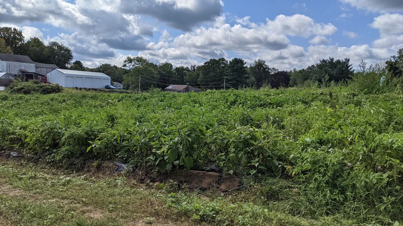 More Than 100 Years Of Local Roots