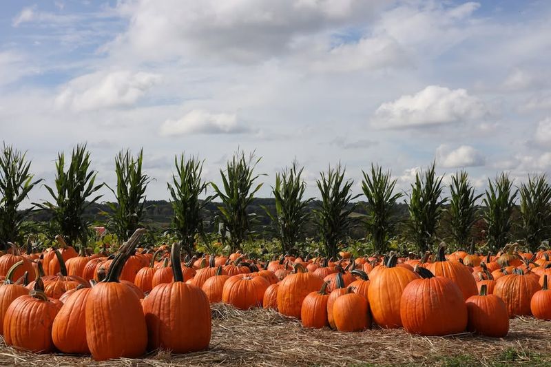 We Compared Connecticut Pumpkin Patches And Here Are 9 That Stand Out - Decor Hint Pumpkinseed Hill Farm Of Jones Family Farms, Shelton