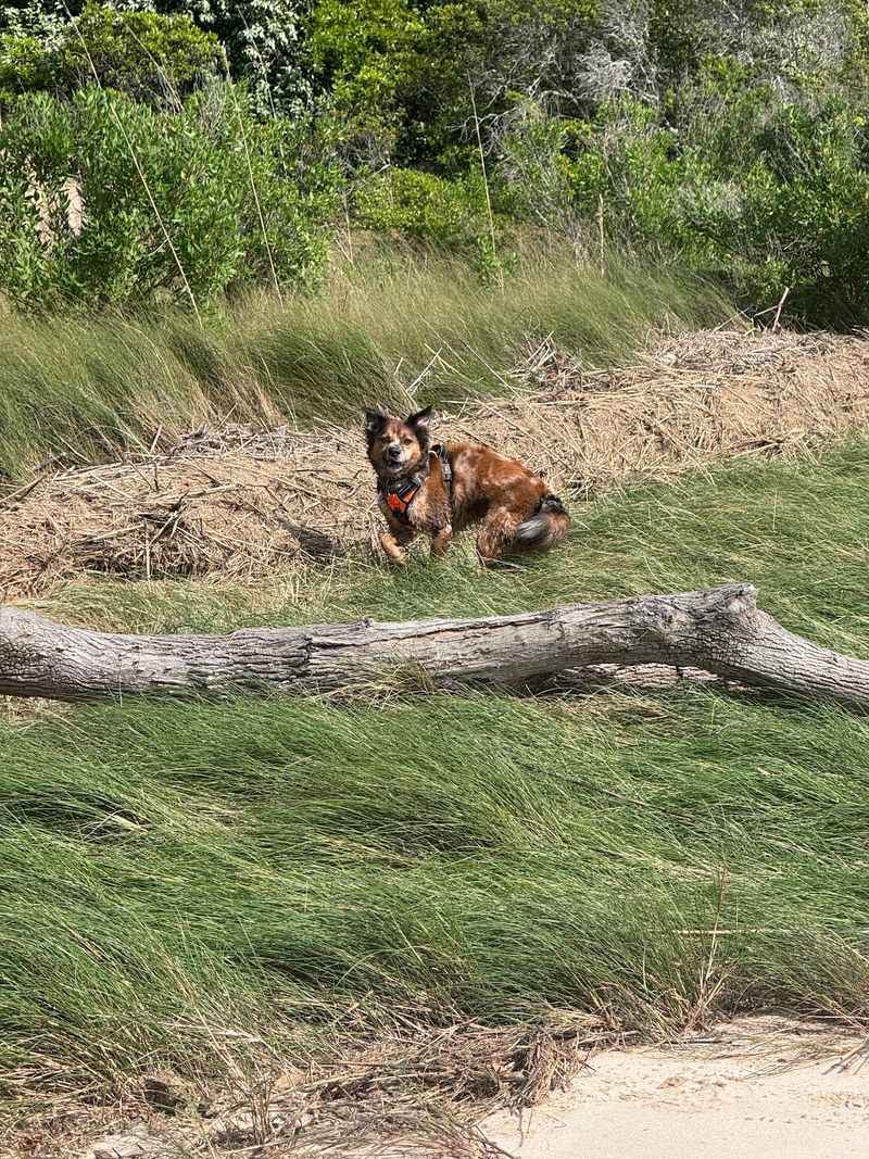 Volunteers And Foster Families Keep This Huge Rescue Effort Moving