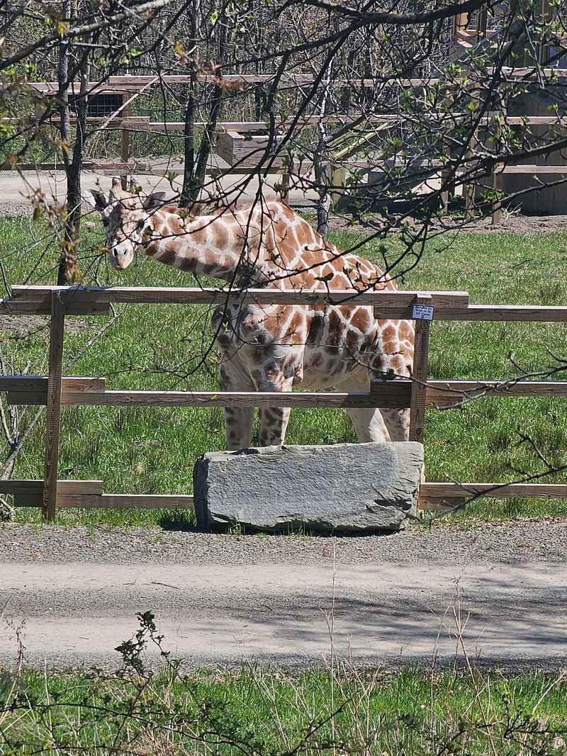 Nose To Nose With A Giraffe
