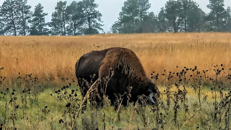 A Frontier Army Post That Became Animal Country