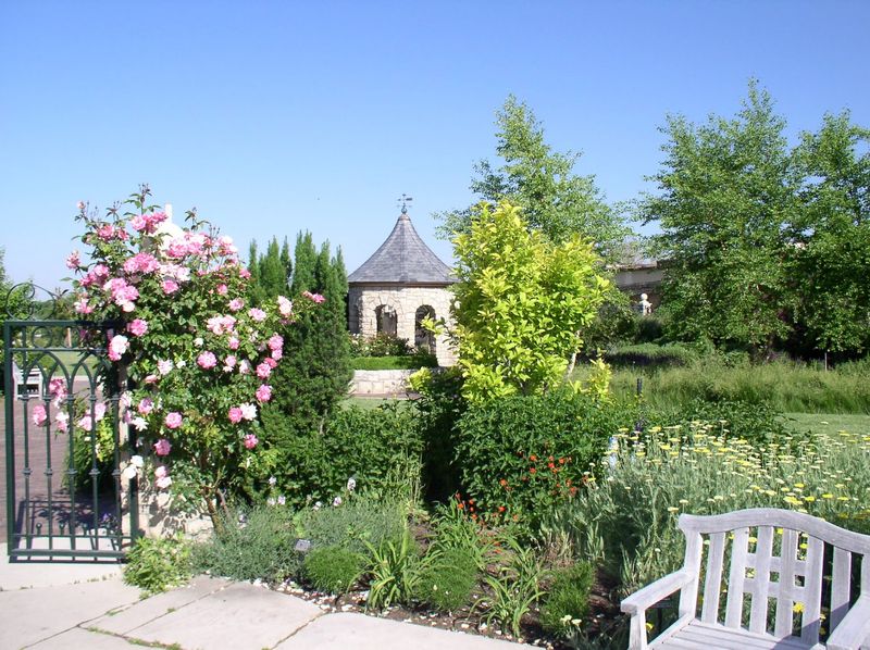 Roses, Old Trees, And Stillness
