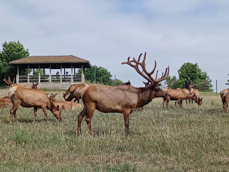 Elk Prairie and the Sound of the Rut