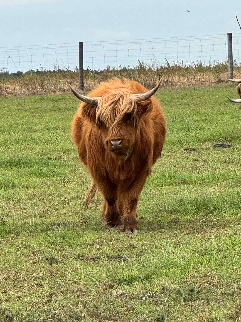Meet The Highland Cows And Barnyard Friends