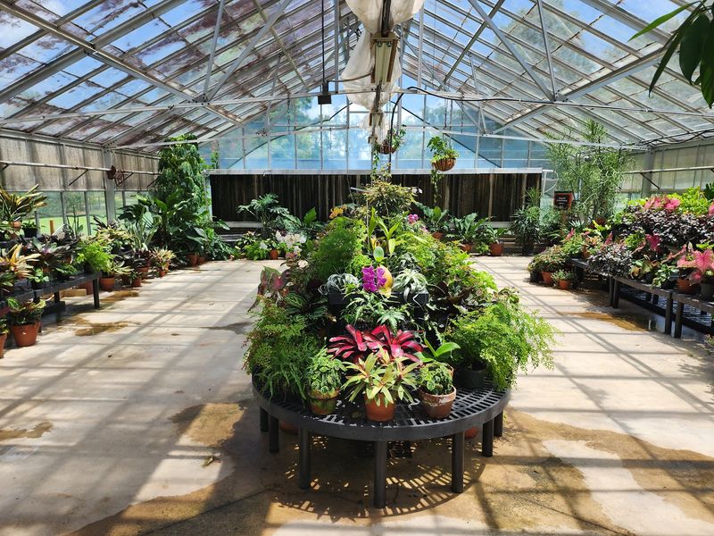 Camellias With A World-Class Reputation