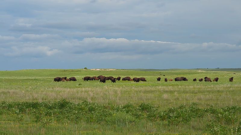 Nearly 1,000 Sandhill Prairie Acres Surround The Bison Herd At This Nebraska Preserve - Decor Hint Bison on the Sandhill Grass