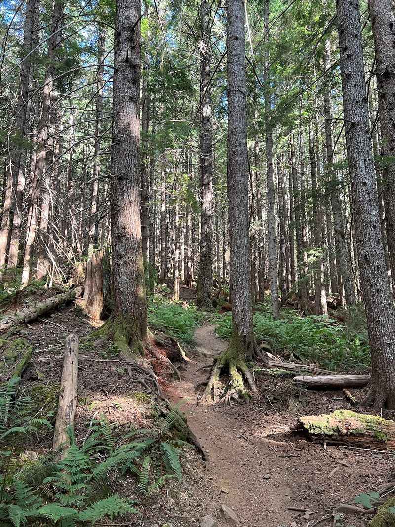 Switchbacks Through Ancient Timber