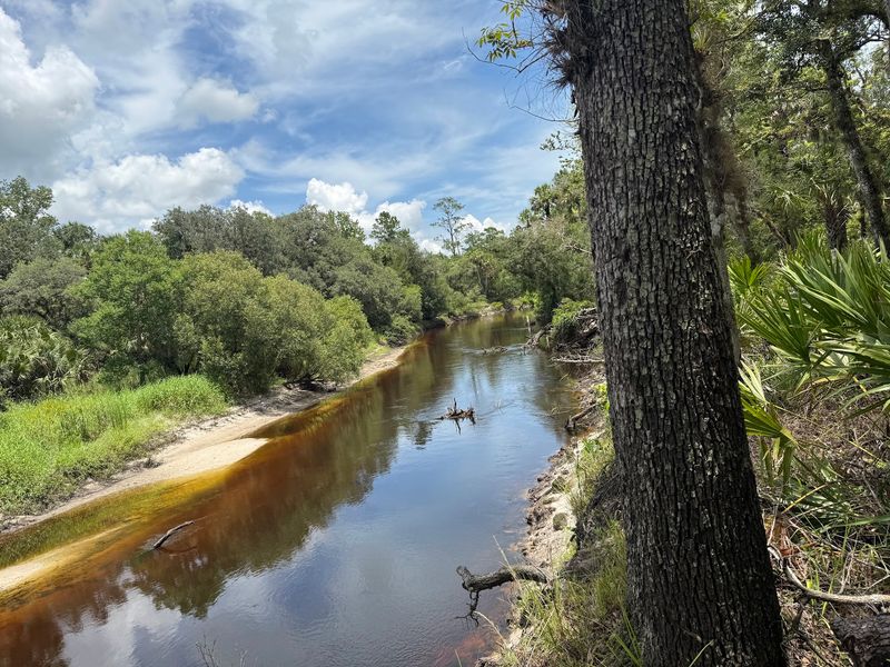 Family Adventure Awaits Along Florida'S Easy Lockwood To Barr Waterfall Trail - Decor Hint Blackwater River Views