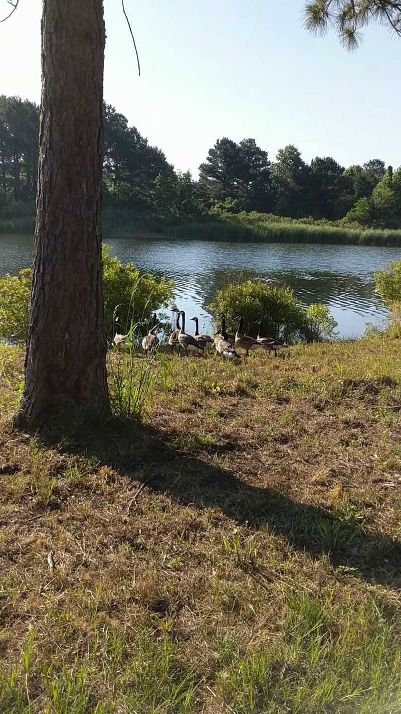Bottomland Scenery Worth Slowing For