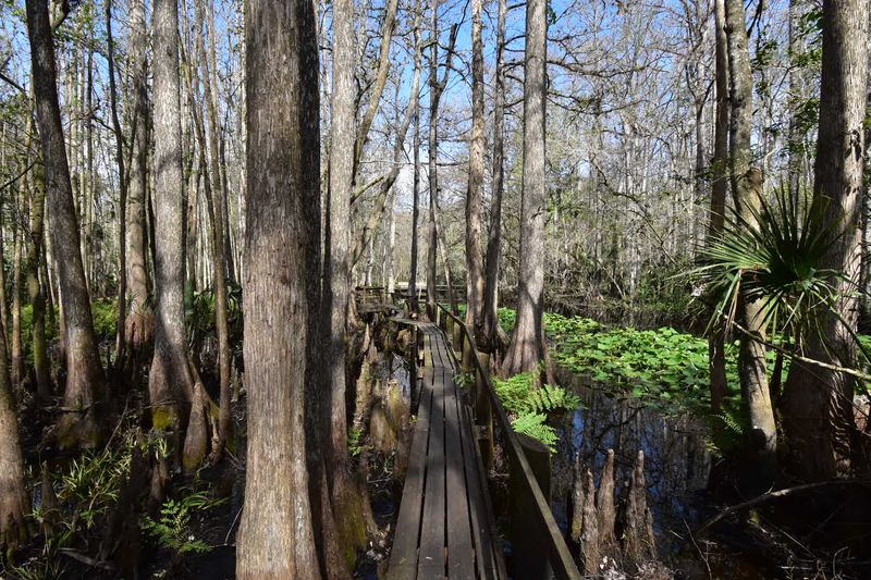 Walking Into Black Water On The Cypress Boardwalk