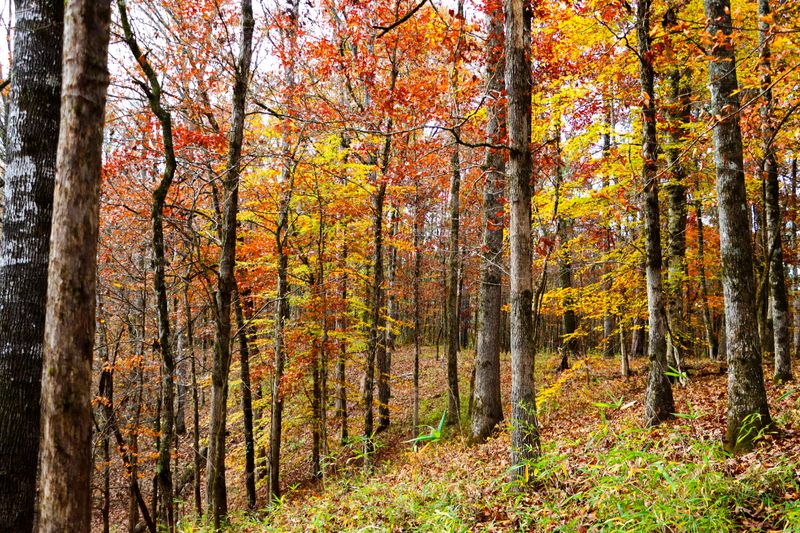 Why Fall Turns Bears Into Full-Time Eaters