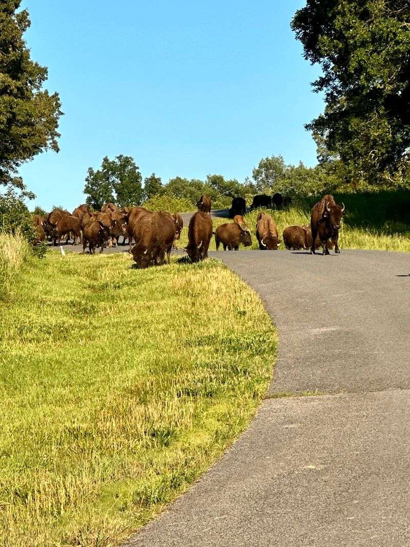 Bison, Trails, And A Planetarium Next Door