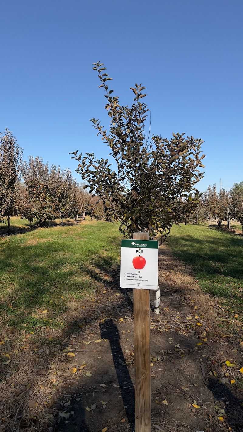 Every Fall Thousands Of Visitors Gather At This Nebraska Orchard For Cider Made From Its Own Apples - Decor Hint Apple Cider From the Farm's Own Trees