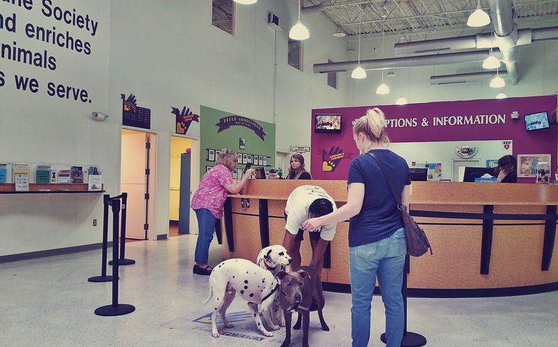 Meet Rooms and Matchmaking for Dog Lovers