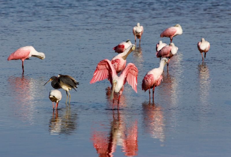 This Four-Mile Florida Wildlife Drive Takes You Past Roseate Spoonbills And Wild Wetlands - Decor Hint Pink Birds and the Shrimp That Make Them