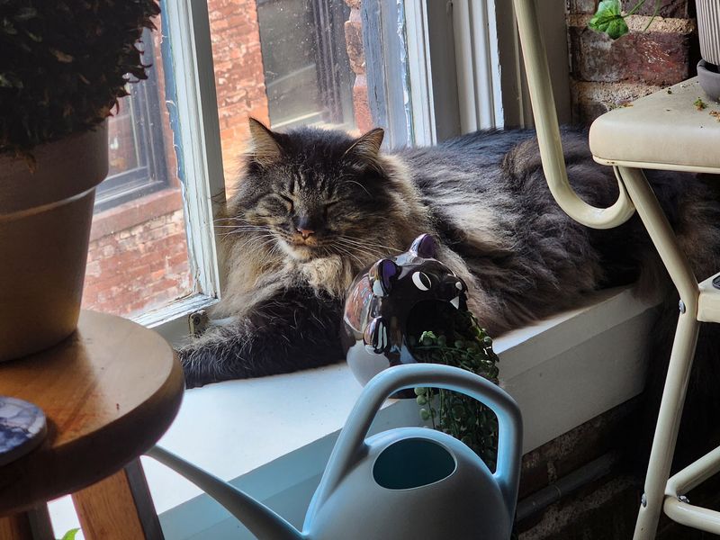 Rooms, Not Kennels: How the Cats Live