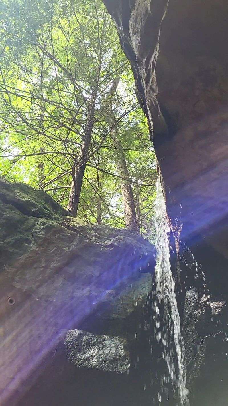 A Shaded Forest That Feels Cooler Than It Should
