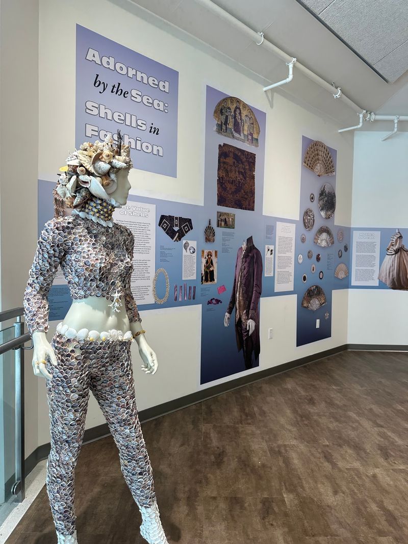 The Little-Known Florida Museum Home To One Of The World'S Largest Shell Collections - Decor Hint Planning A Smooth Visit